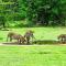 Yala Leopard Mobile Camp