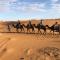 Sahara camel tours camp Sahara camel tours camp