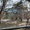 Snowgums 07