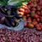 Rain Forest Guest House and Jungle Trekking - Bukit Lawang