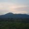 Tenuta sul Vesuvio Il Vigneto