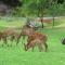 Wildehondekloof Game Lodge - Matjiesrivier