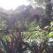 Mr. Viet home stay