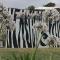 Foto: Zebras Guest House Geraldton