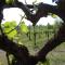 Villa Lescala photo 17