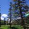 Sequoia