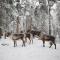 Igluhut – Sleep with reindeer