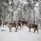 Foto: Igluhut – Sleep with reindeer 7/14