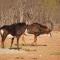 Adansonia Eco Lodge