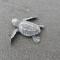The Humpback Turtle