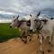 Madam Sokha Homesteading
