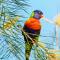 Sanctuary Lakes Fauna Retreat
