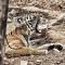 Ranthambore Tiger Home - 萨瓦伊马多普尔