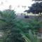 Masha Beach Inn