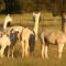 Starline Alpacas Farmstay Resort