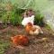 Omarama Oasis - Permaculture Glamping