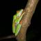 Cecropia Ecolodge - Fortuna