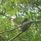Angry birds homestay