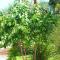 Green Garden Eco-Holiday