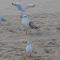Inselhof Usedom Inselhof Usedom