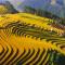 Hello Mu Cang Chai Homestay & Tours