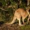 Lake Weyba Cottages Noosa