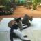 Alass Ga For Pets Lovers