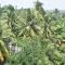 Aaradhya Mirissa By Ocean Reach Holidays