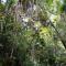 Daintree Manor B&B