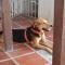 Foto: THE THREE DOG`S HOUSE TORICES 18/33