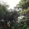 Dambulla Tree House