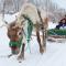 The Green Leaf, Niseko Village