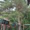 Agava