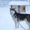 Foto: Northern Light Husky 29/37