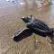 Surfing Turtle Lodge