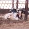 Huntlands Farm Bed & Breakfast