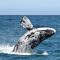 Ons C-Huis - Gansbaai Seafront Accommodation, back-up power - Гансбай