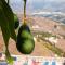 Villa Zorro Fugaz en Puntalara Nerja