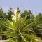 Ikaria village-ground floor apartment No 4