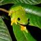 Yatama Rainforest Ecolodge - Sarapiquí