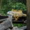 Bellas Backpackers San Ignacio