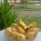 Longan Tree - Ban Nam Thong