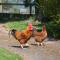 Broome Park Farm B&B