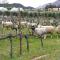 The Vineyard Country House - Montagu