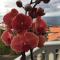 SLICE OF PONTA DO SOL- GROUND FLOOR- SEA VIEW - 蓬他达维托亚