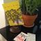 American Dream