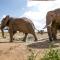 Salt Lick Safari Lodge - Tsavo