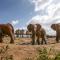 Salt Lick Safari Lodge - Tsavo