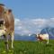 Ferienwohnung Allgäuer Landhaus Stocker in Hopferau-Füssen - Hopferau