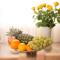 Apartman Urban Nature